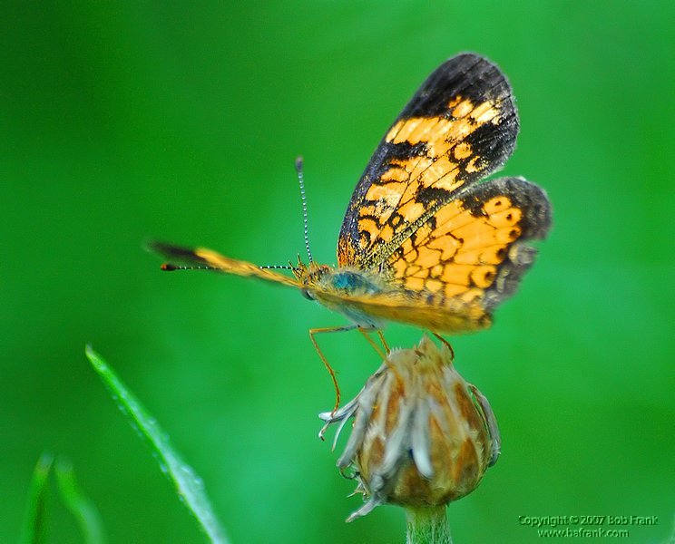 6-4-04 orange butterfly3.jpg