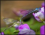 2_damselflies.jpg