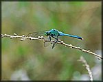 6-4-04-blue dragon fly.jpg