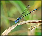 6-4-04_blur damselfly.jpg