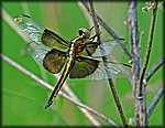 6-4-04_yellow dragonfly4.jpg