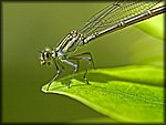 Damsel_Closeup2.jpg