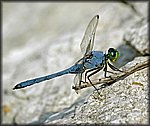 blue_dragon_fly2_rev.jpg