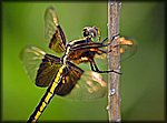 dragon fly6.jpg